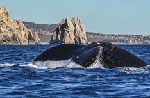 Cabo San Lucas Whale Watching: Hear the Whales as You See Them