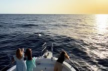 Gran Canaria Sunset Dolphin Watching Activity