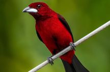 Birding, Breakfast & Critters with a Local Naturalist