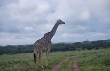 Amboseli National Park: Full Day Tour From Nairobi