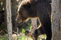 Private Yellowstone Wildlife Tour for Up to 10 Guests