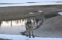 Private Yellowstone Wildlife Tour for Up to 10 Guests