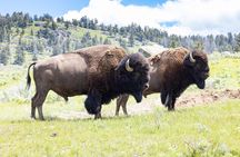 Private Yellowstone Wildlife Tour for Up to 10 Guests