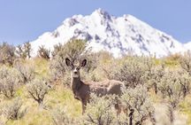 Private Yellowstone Wildlife Tour for Up to 10 Guests