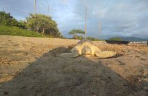 Conservation in Action Frees Sea Turtles Puerto Vallarta