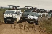 Nairobi National Park Safari- Big 4 Adventure Just Minutes Away