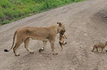 Amboseli National Park: Full Day Tour From Nairobi