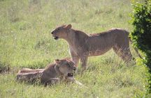 Nairobi National Park Safari- Big 4 Adventure Just Minutes Away