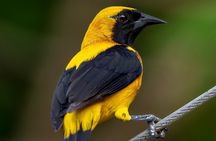 Birding, Breakfast & Critters with a Local Naturalist