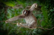 Sloth Tour in Rainforest, Waterfall, Organic Coffee and Chocolate