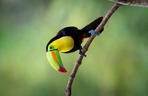 Rio Celeste Hiking , Sloth Farm Tour & Waterfall