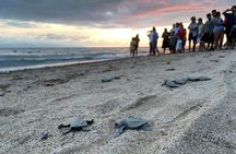 Conservation in Action Frees Sea Turtles Puerto Vallarta