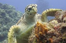 Cozumel Reef Suba Diving Adventure for Certified Divers