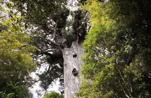 Small-Group Mystical Waipoua Forest Kauri Tour from Auckland