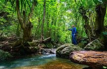 Private Half Day South Amami Jungle Adventure