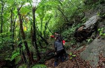 Private Half Day South Amami Jungle Adventure