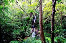 Private Half Day South Amami Jungle Adventure