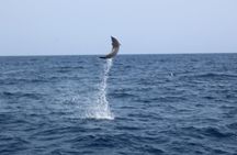 Sal Island Catamaran cruise with All Inclusive Drinks and Snacks