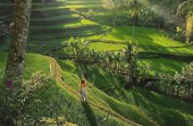 Discover Ubud: Temple, Rice Terrace, Waterfall and Monkey Forest