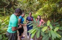 Guided Rainforest Hike on the Jacquot Trail – Castries, St Lucia