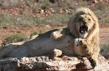 Morning Big 5 Safari Adventure at Aquila with Wine Tasting Escape