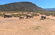 Morning Big 5 Safari Adventure with Wine Tasting Escape