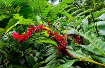 Dominica Adventure Hiking, Swimming, and Hot Springs Tour