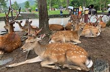 From Osaka: Private Nara Tour with Meet-Up at Your Hotel