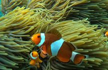 Bali Blue Lagoon Snorkeling, Temple, Waterfall - All Inclusive
