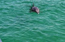 1.5 Hour Tiki Boat Harbor and Dolphin Cruise Destin FL