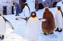 Hokkaido Asahiyama Zoo Blue Pond Ningle Terrace Day trip
