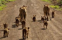 Half Day Safari to Nairobi National Park Excursion