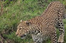 One Day Tour at Tarangire National Park