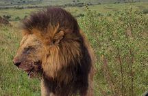 One Day Tour at Tarangire National Park