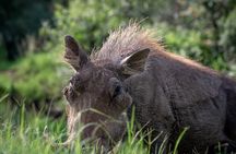 Dar es Salaam Day Trip to Mikumi National Park by Train