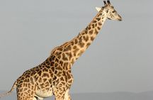 Dar es Salaam Day Trip to Mikumi National Park by Train