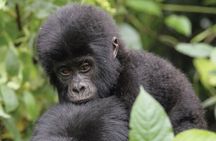 3 Day Gorilla Trekking and Lake Bunyonyi Adventure