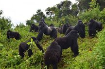 3 Day Gorilla Trekking and Lake Bunyonyi Adventure