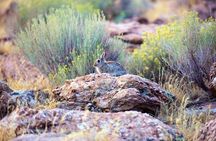 Antelope Island Sunset Wildlife Expedition Great Salt Lake Tour