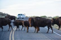 Antelope Island Sunset Wildlife Expedition Great Salt Lake Tour