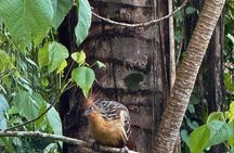 2 Day Manu National Park Tour to Explore the Amazon Biosphere