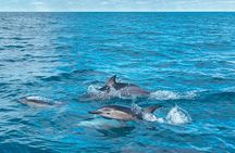 Cathedral Cove Coast and Cave Activity