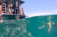 Cathedral Cove Coast and Cave Activity
