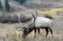 Big Sky Winter Wildlife Safari Lamar Valley Breakfast and Lunch