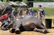 Half day visit Elephant Sanctuary Phuket (NO RIDING)