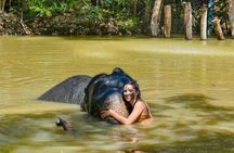 Half day visit Elephant Sanctuary Phuket (NO RIDING)