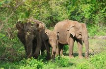 Ella to Galle Shuttle & Yala Safari Drive with Breakfast