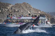 Drinks, Lunch, Snorkeling, Dancing and Transportation!