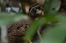 Sandakan Wild Cruise Ticket in Sunrise Sunset or Night Tour