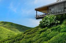 Cameron Highlands Day Tour from Ipoh -Tea Plantation